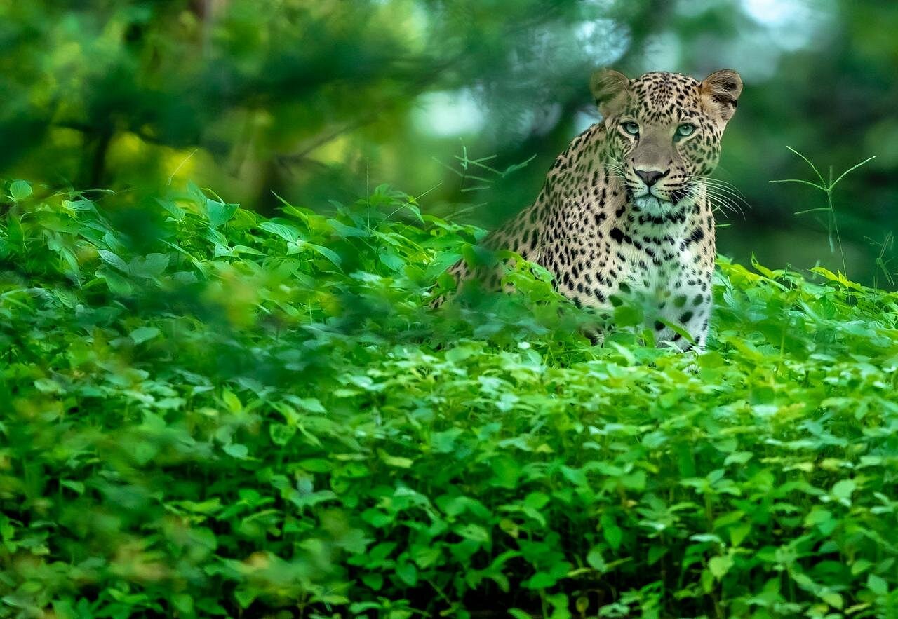 Jhalana Leopard